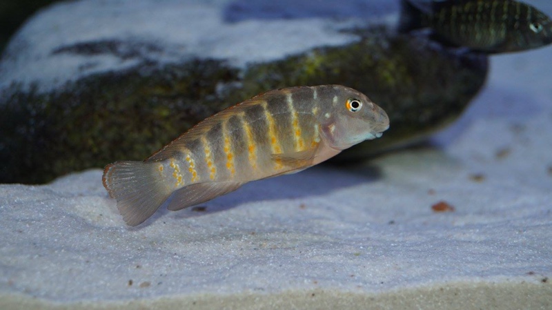 Eretmodus marksmithi 'Mzungu Beach'